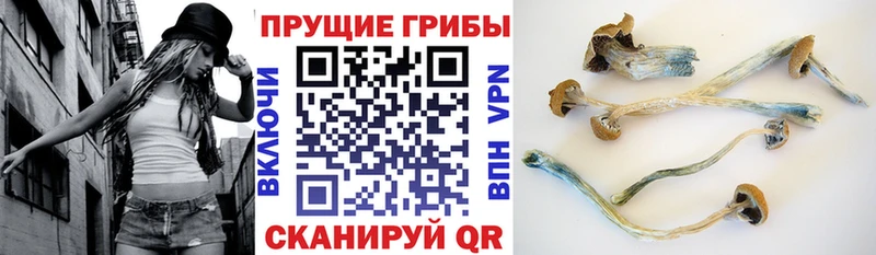 Галлюциногенные грибы Psilocybe  закладки  Перевоз 